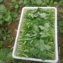 四川油菜苔油菜苔欢迎各位老板采购质量从优