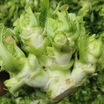 儿菜
