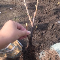 黑加仑苗黑豆苗树葡萄苗原产地一手货了死苗补发