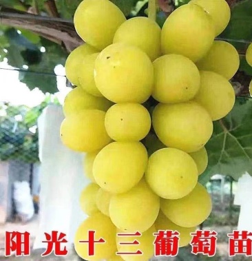 阳光十三葡萄苗嫁接葡萄树苗南北方种植脆甜现挖树苖当年结果