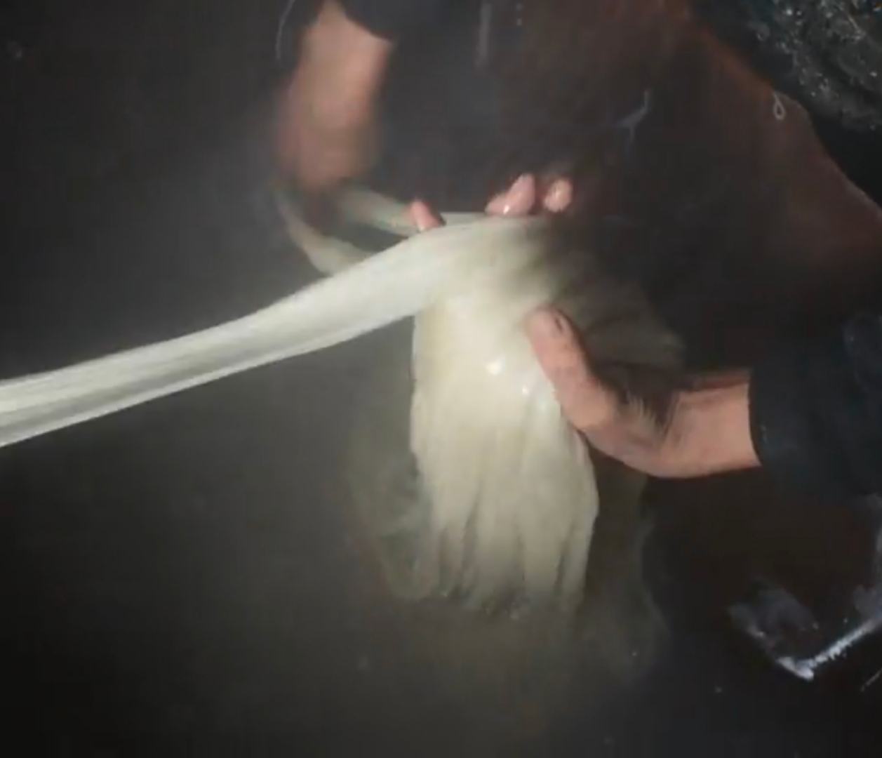 红薯粉条制作过程