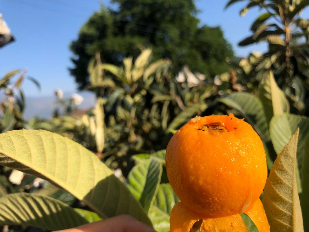 煮制中的枇杷水