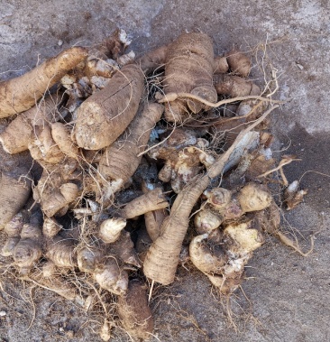 鲜品玄参完全是用有机肥种植无任何农药化肥