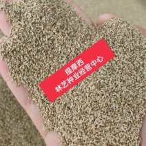 猫尾草籽种提摩西进口草籽兔子牛羊马家禽适合