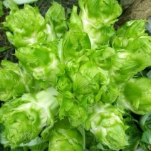 儿菜，又名多子菜，四川精品儿菜，基地直销，可代购，可代发