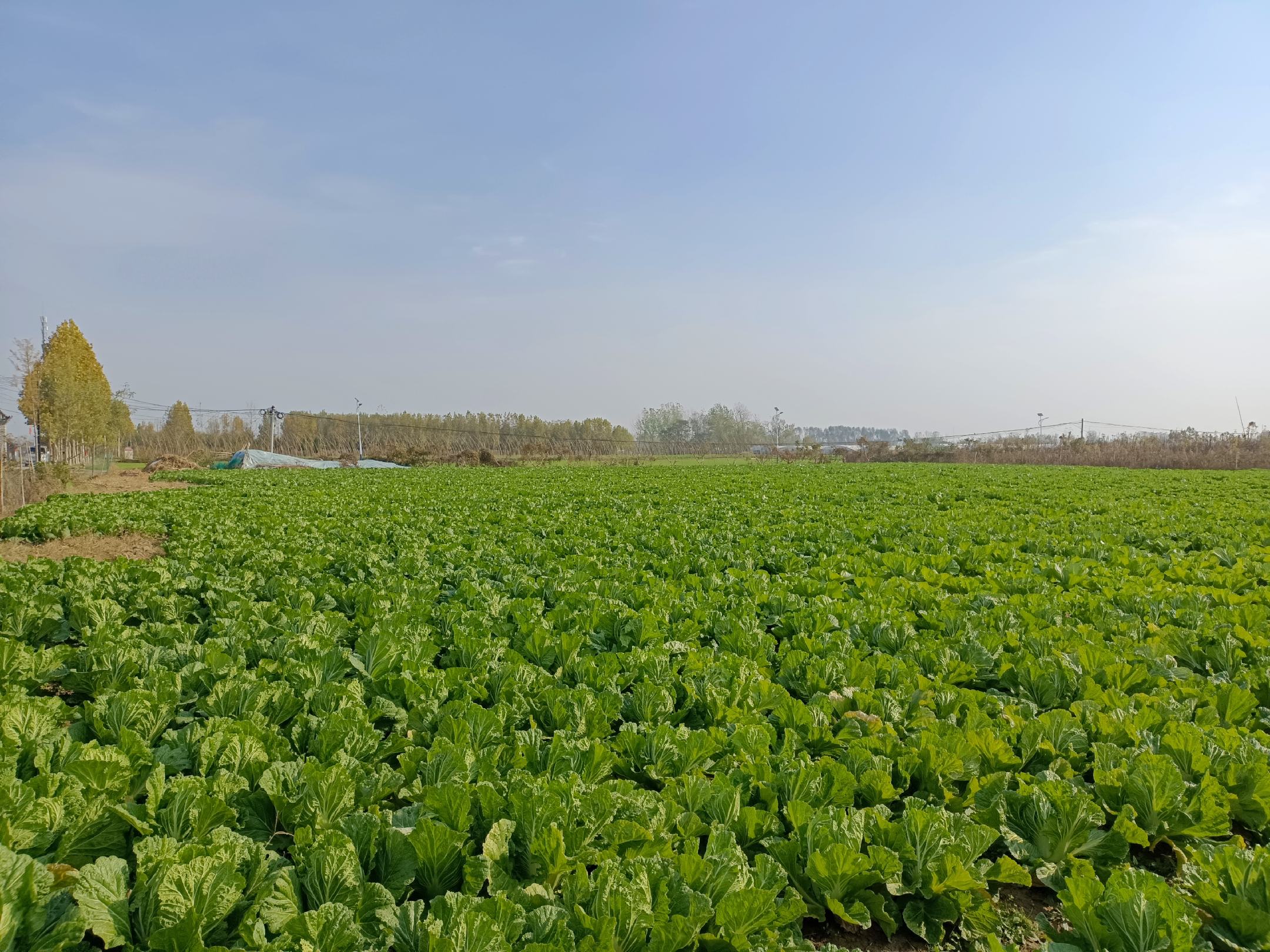 青杂三号白菜田间生长实景图