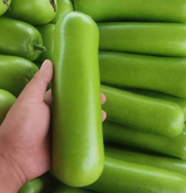 现摘瓠瓜蒲瓜青菜蔬菜葫芦扁蒲瓠子蒲仔瓠子匏仔