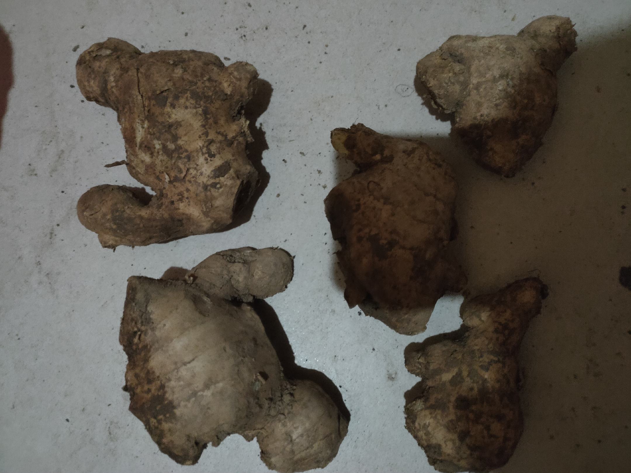 一块表面粗糙、呈黄褐色的老姜,表皮有明显的褶皱和根须痕迹,切面显示纤维较粗,颜色偏深黄,呈现出典型的‘姜母’特征 姜母特写