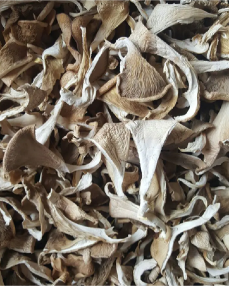 干平菇鲍鱼菇自然风干,营养健康.河北产地直供精品平菇