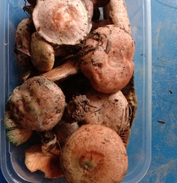 新鲜松枞菌乌枞菌寒菌三九菇