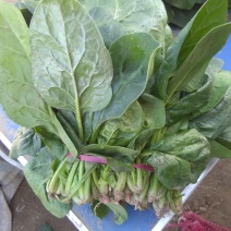 大叶菠菜
