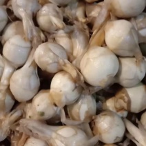 广西柳州产地茨菇中大货大量新上市