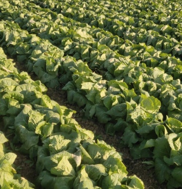 21亩地娃娃菜成熟代售