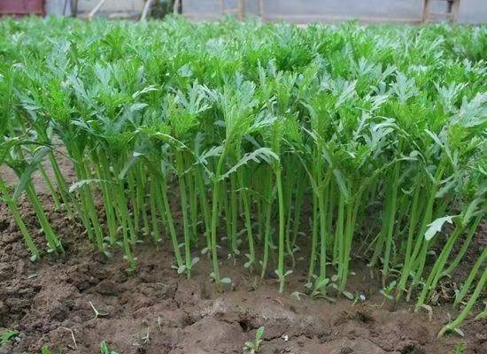 永年茼蒿绿色种植示范区实景图