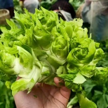 重庆儿菜一手货源批发产地直供量大优惠全国发货！