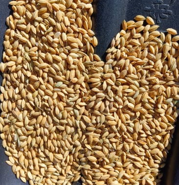 [粳稻谷批发]金粳稻818价格1.50元/斤 - 一亩田