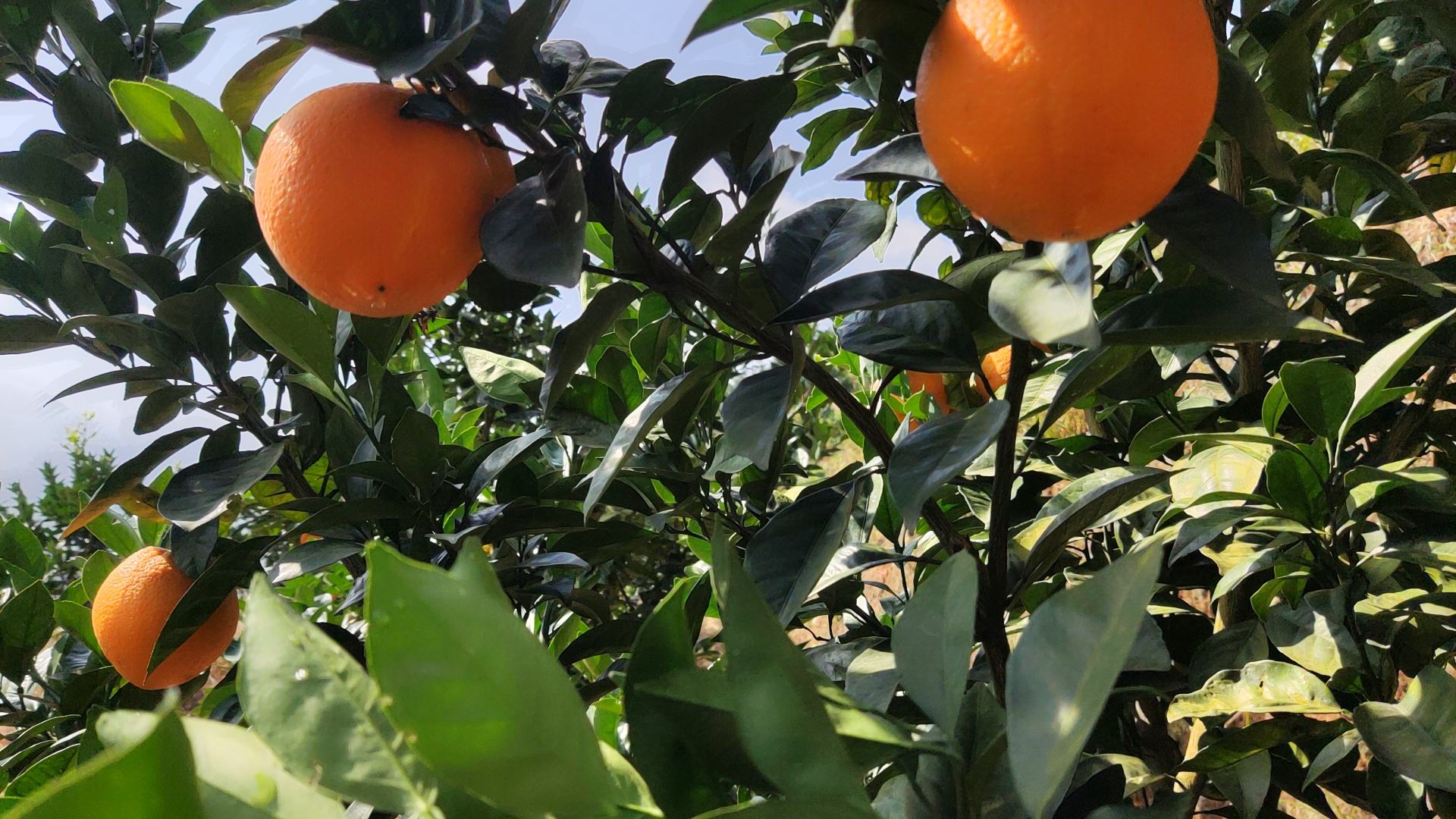 纽荷尔脐橙幼树开花挂果初期实景图