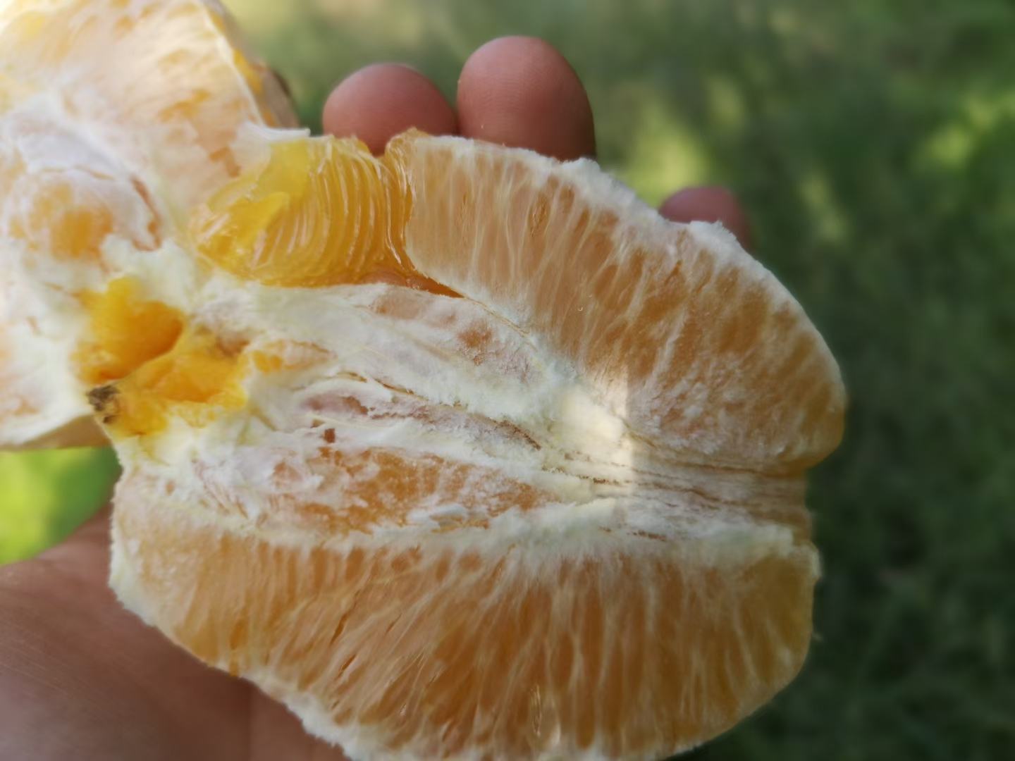 果皮结构解剖图