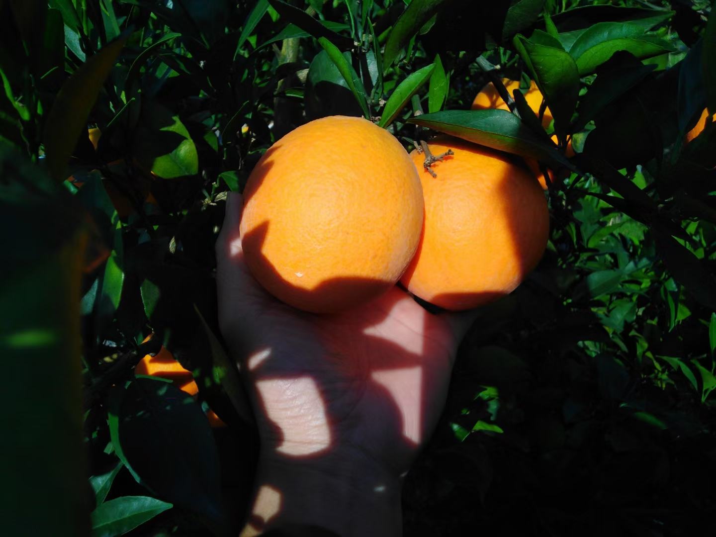 纽荷尔脐橙家庭食用场景