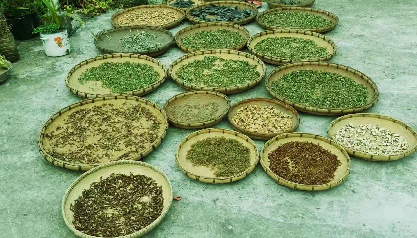 白芷在阳光下自然晾干 白芷干燥处理