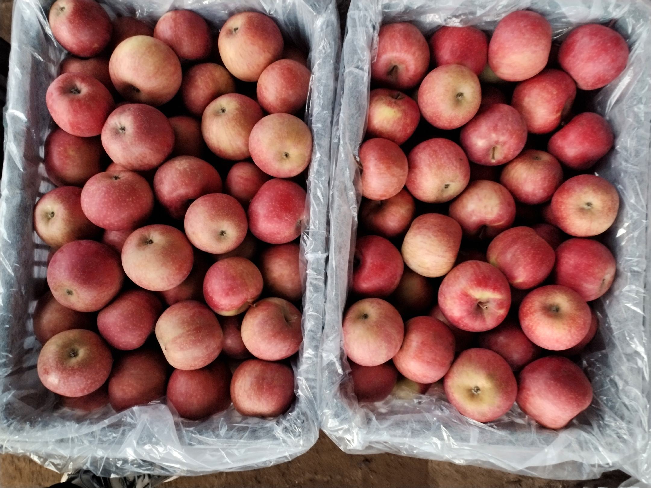 新鲜采摘的国光苹果,果实饱满,色泽红黄相间 国光苹果实物图