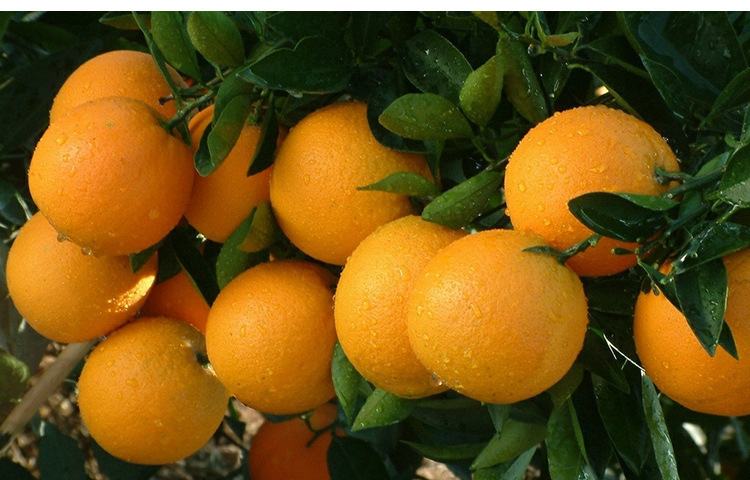 挂满果实的冰糖橙树枝条特写