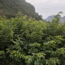 海南黄花梨苗，黄花梨苗，场地直销