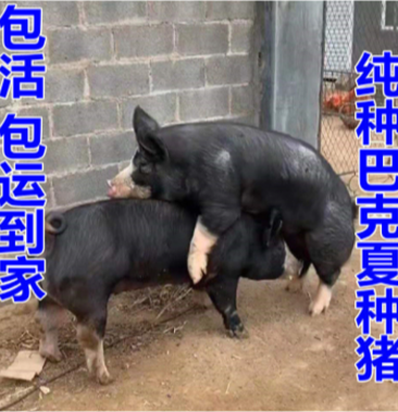 巴克夏猪与苏太猪杂交图片