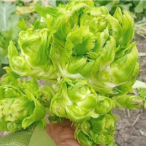 儿菜，四川精品儿菜，量大从优，基地货，价格美丽