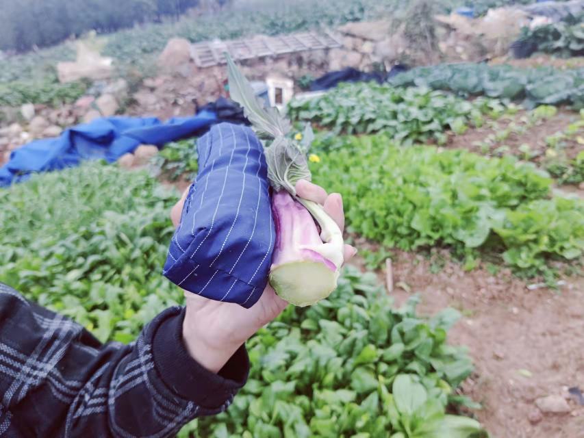 红菜苔采收标准示范图