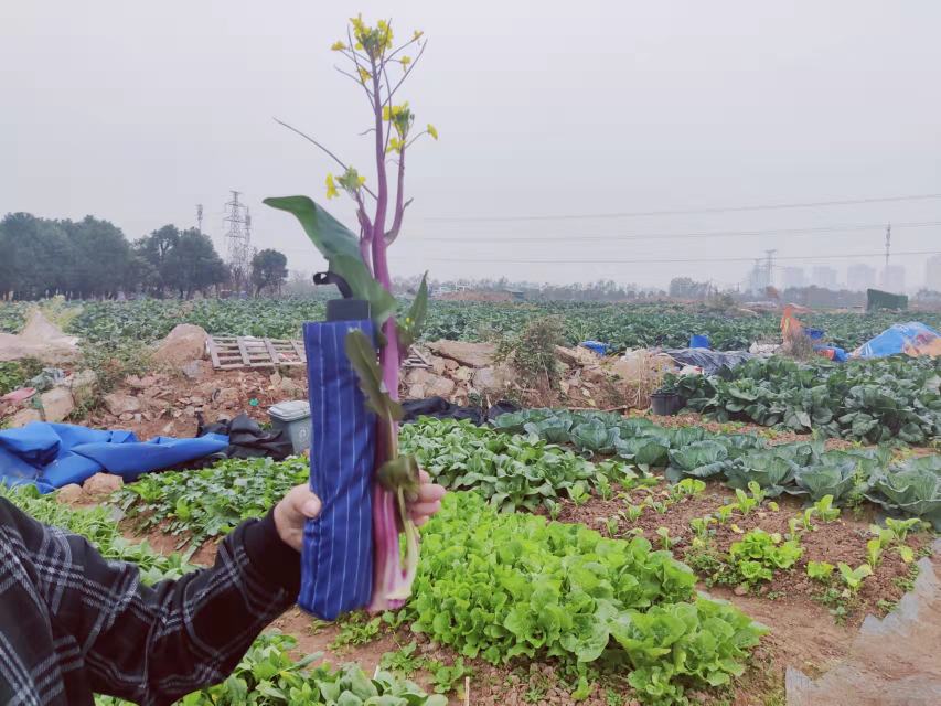 红菜苔种子与幼苗