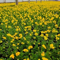 角瑾冬季时令花卉颜色多基地大量供应