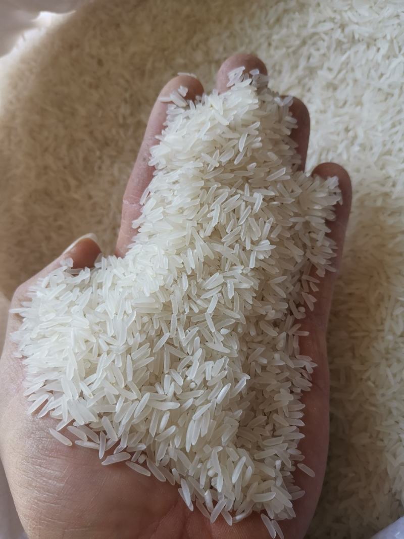 象牙香米丝苗米长粒香米广西香米2022新米