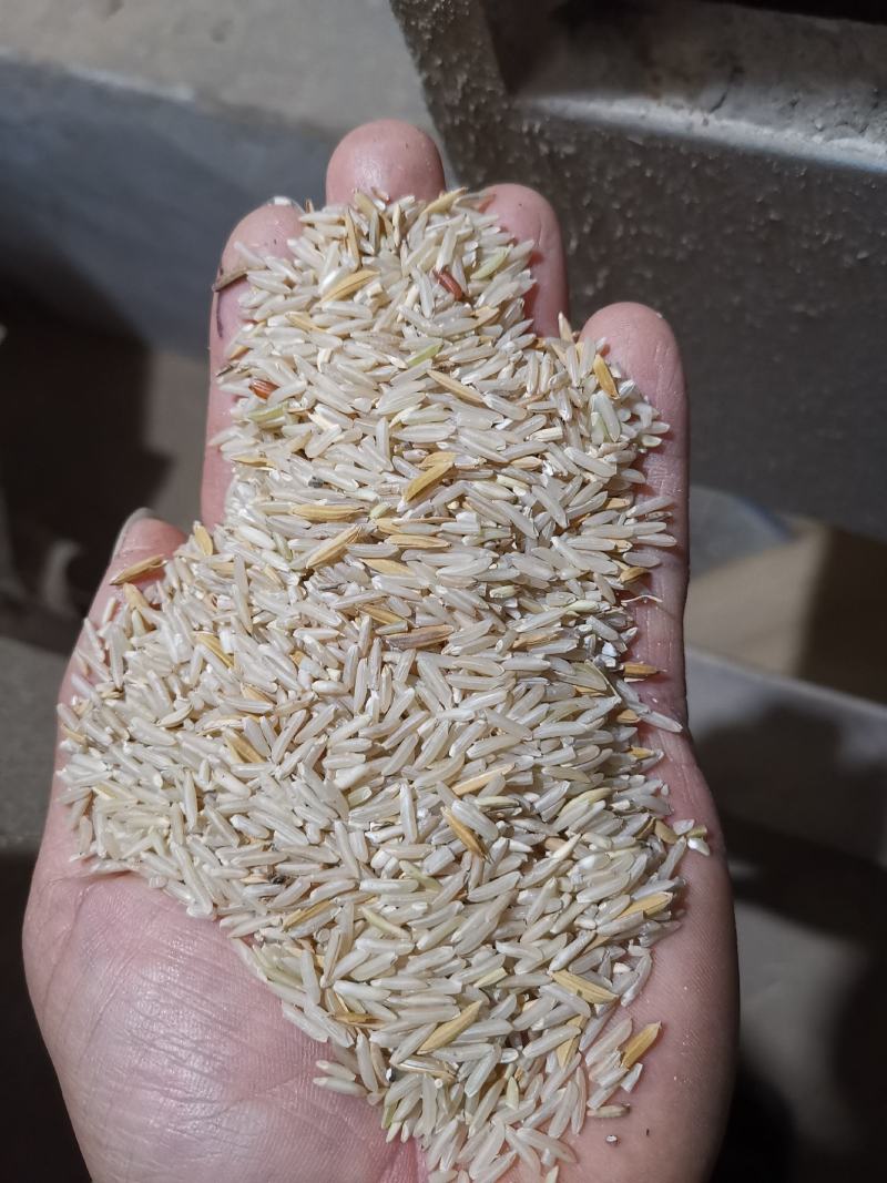 象牙香米丝苗米长粒香米广西香米2022新米