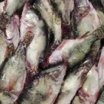 鳜鱼：0.4—2斤可以提供湘菜的技术上指导和腌制方
