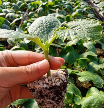 西葫芦苗子耐低温高抗病产量高低温下彭瓜快进口品种有种有苗
