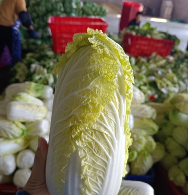 [大娃娃菜批发]精品娃娃菜,产地直供,一手货源 量大从优 欢迎采购价格
