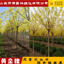 黄金槐基地供应金枝金叶国槐两年大冠价格报价
