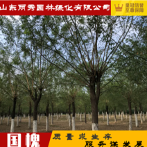 供应国槐树18–30公分、冠服3.5米高度7–8米国槐树