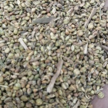 优质蒔落籽，当地蒔落籽，加工香肠