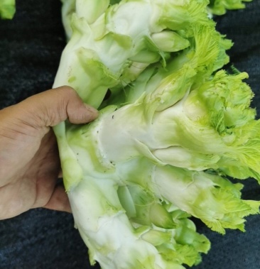 [儿菜批发]儿菜子母菜价格1.90元/斤 - 一亩田