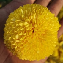 菊花茶