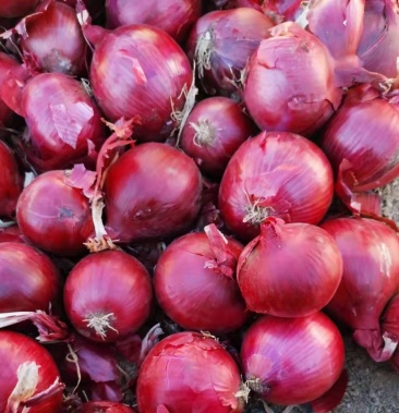 开封通许冷库红皮洋葱,二红洋葱紫皮洋葱,产地直发品质保证