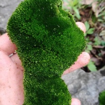 朵朵藓苔藓各种盆景假山制作苔藓各种盆景装饰
