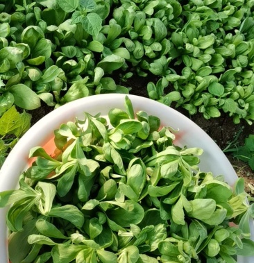 长年供应精品大叶茼蒿蓬花菜