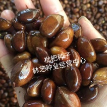 新到枇杷籽枇杷种子枇杷树种子枇杷籽占地果树种子