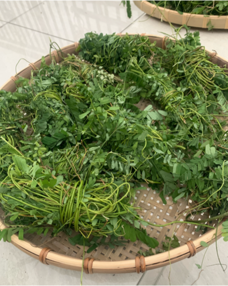 新鲜鸡骨草原生态无硫磺加工