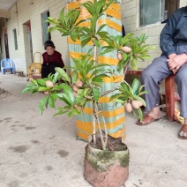 人心果苗果子蜜甜一年多季结果可带果发货
