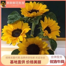 包邮一件代发向日葵鲜切花中花鲜花批发云南鲜花基地