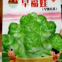 早熟儿菜种子早福娃早熟儿菜抗病高产商品性强